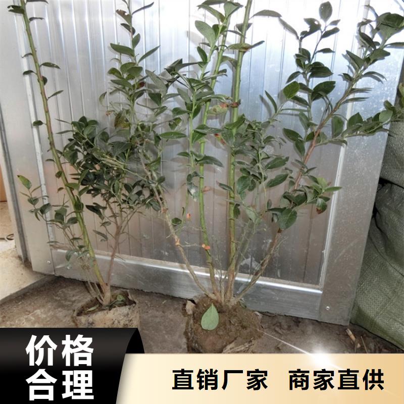 蓝莓苗_桃树苗工厂直销
