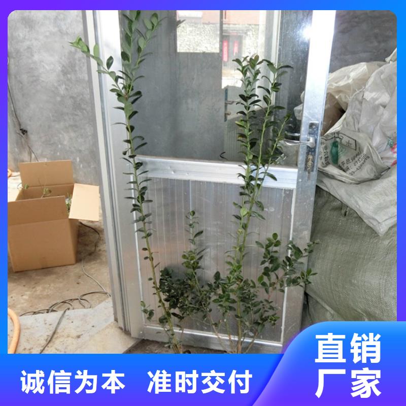 【蓝莓苗】石榴苗品质优选本地厂家