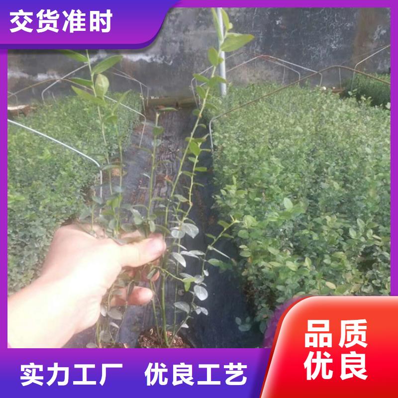 蓝莓苗-猕猴桃苗款式新颖