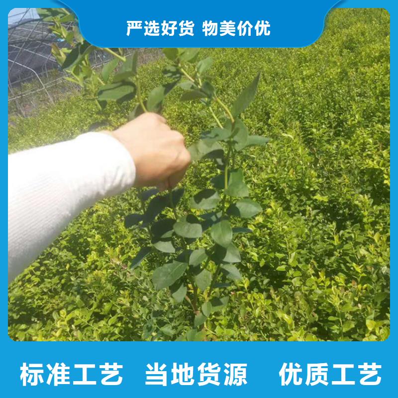 【藍莓苗】石榴樹苗快速物流發(fā)貨