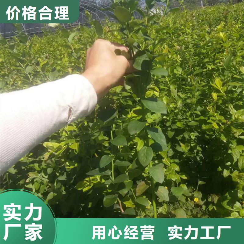 【 蓝莓苗桃树苗有实力有经验】轩园梨树苗