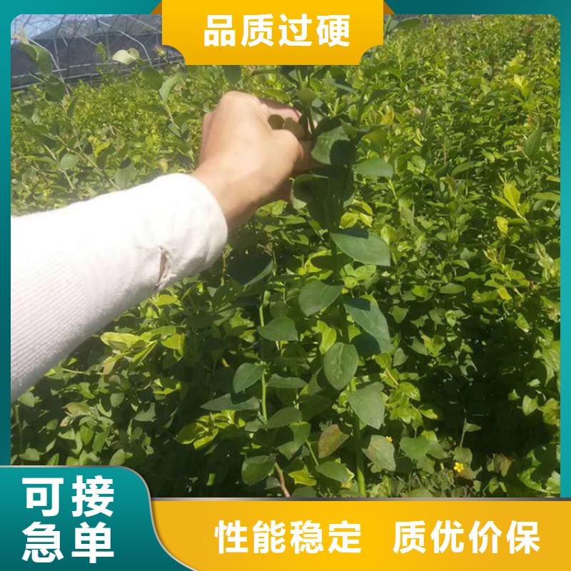 蓝莓苗嘎啦苹果真材实料加工定制