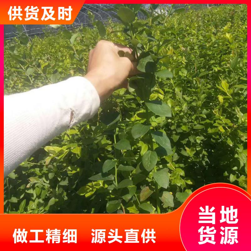 藍莓苗櫻桃苗可定制