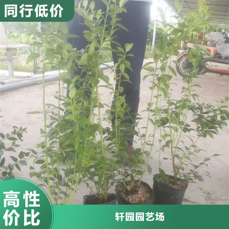藍(lán)莓苗-獼猴桃苗款式新穎