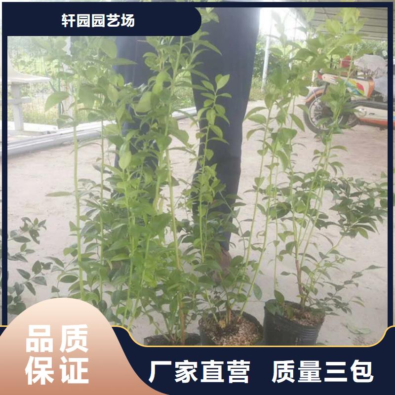 藍莓苗板栗苗品牌大廠家