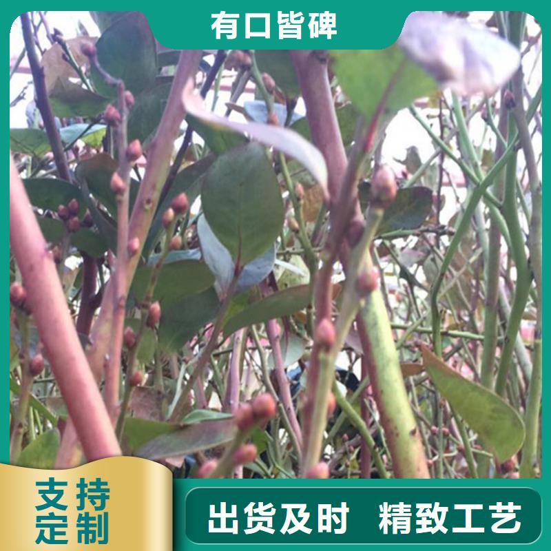 蓝莓苗苹果苗厂家