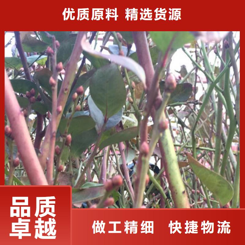 【藍莓苗】櫻桃苗用品質說話