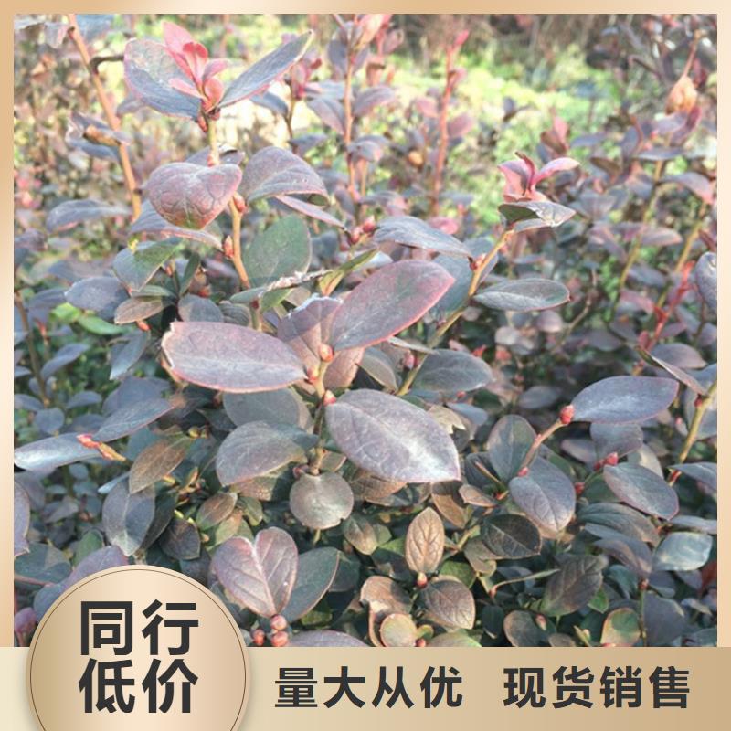 蓝莓苗-猕猴桃苗款式新颖