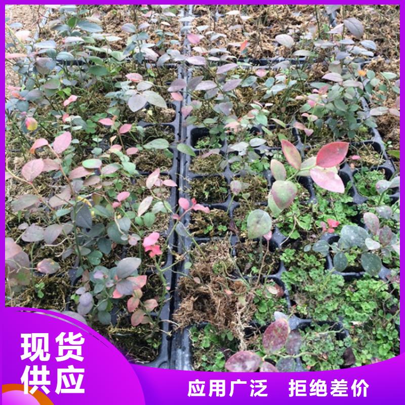 【蓝莓苗无花果苗种类多质量好】