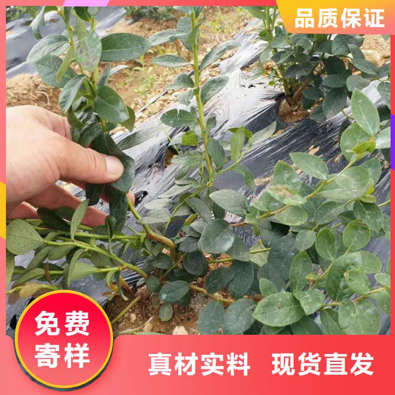 【藍莓苗】櫻桃苗用品質說話