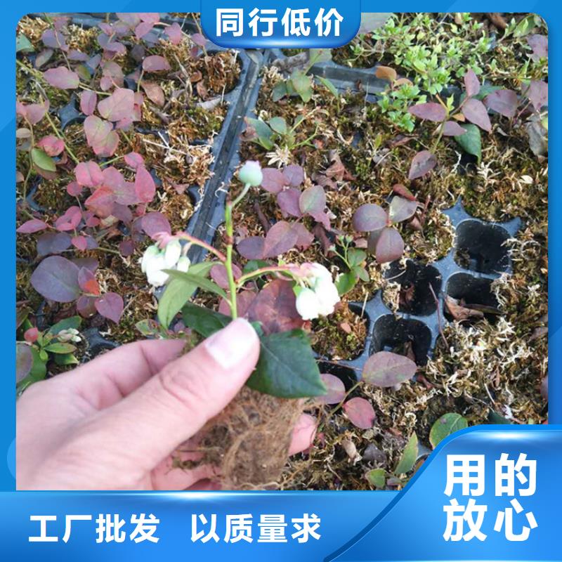 蓝莓苗-猕猴桃苗款式新颖