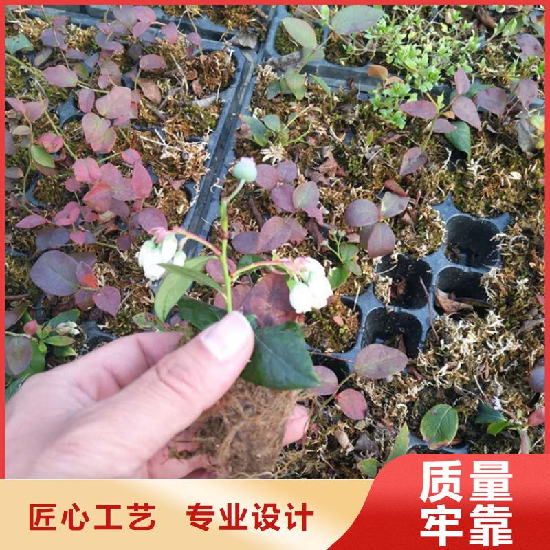 藍(lán)莓苗櫻桃苗工期短發(fā)貨快