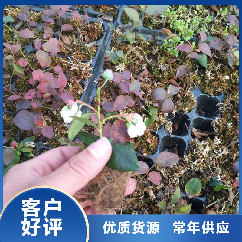 藍莓苗,奶油草莓市場報價