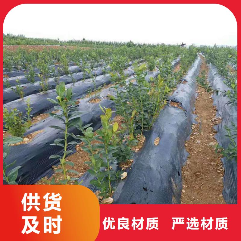 经销商【 蓝莓苗桃树苗有实力有经验】