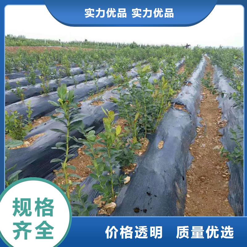 藍莓苗蘋果苗廠家