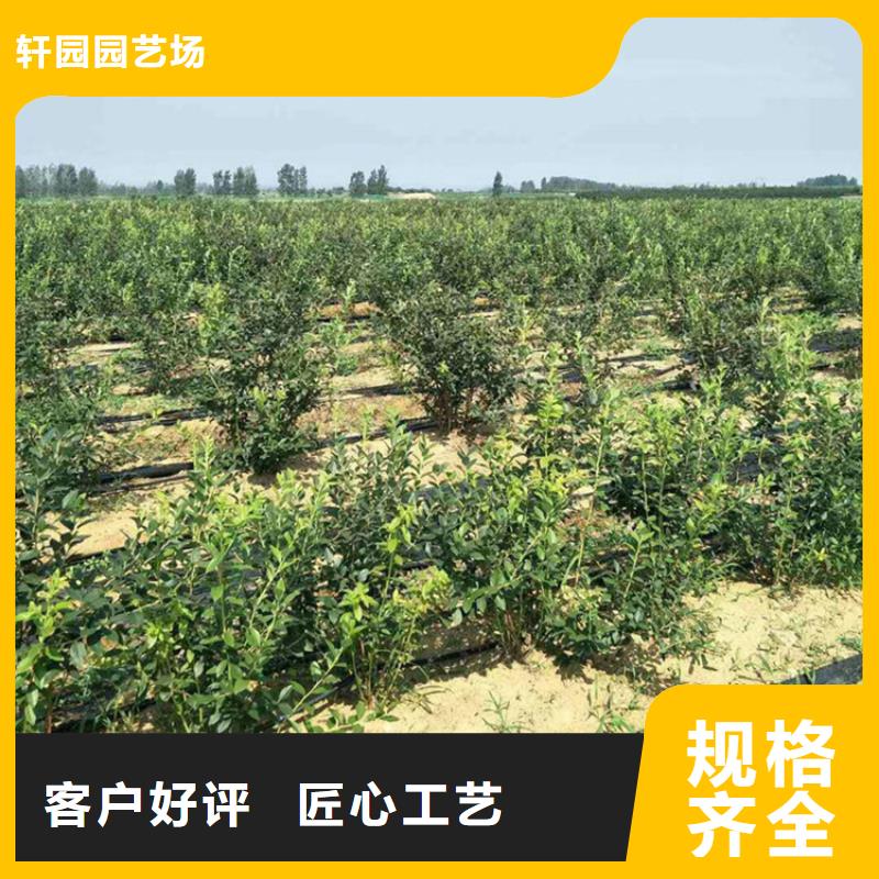 轩园梨树苗【蓝莓苗】_苹果苗源头工厂