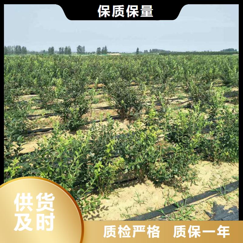 蓝莓苗樱桃苗细节严格凸显品质