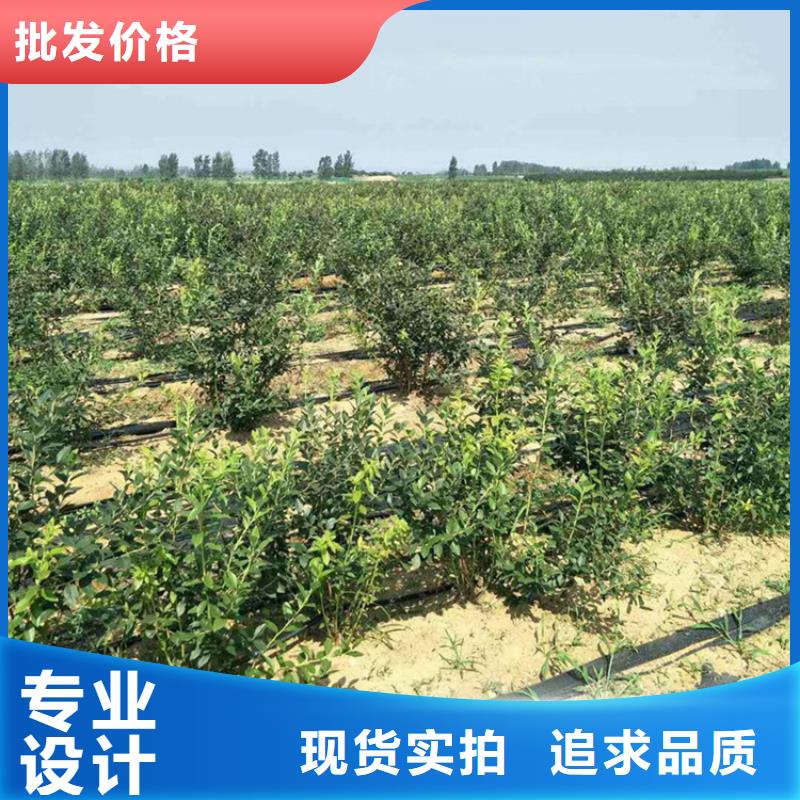 藍莓苗,3公分石榴苗高品質誠信廠家