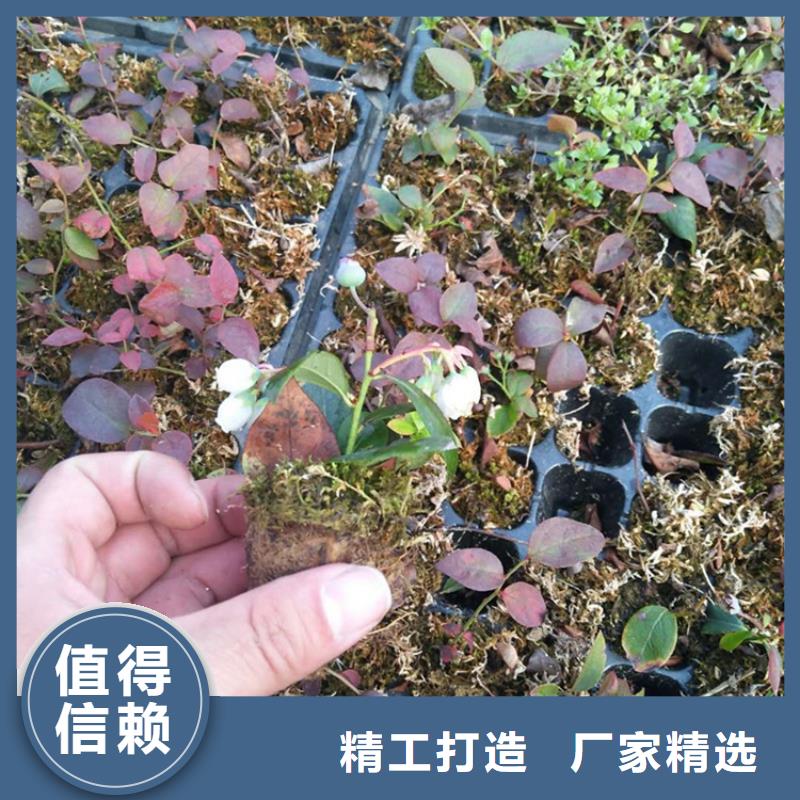 藍莓苗,奶油草莓市場報價