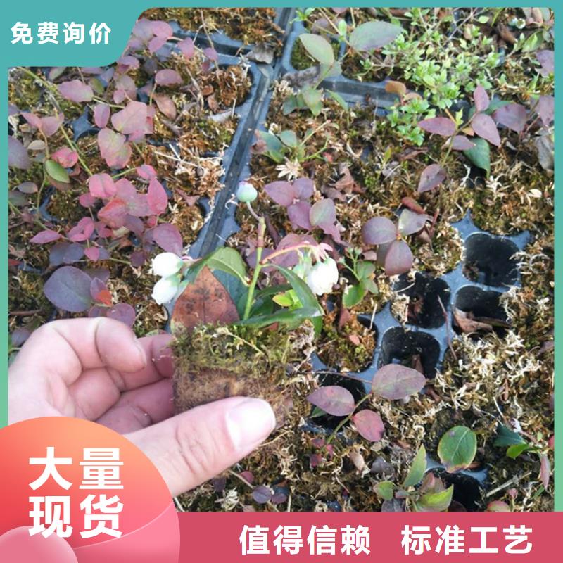 蓝莓苗樱桃苗细节严格凸显品质