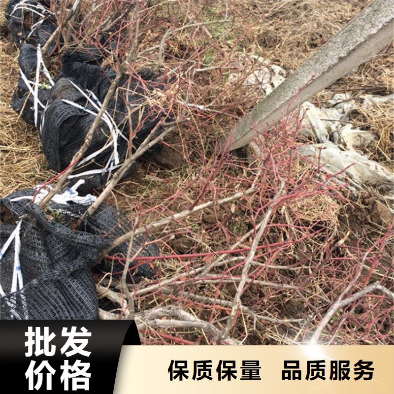 蓝莓苗-猕猴桃苗款式新颖