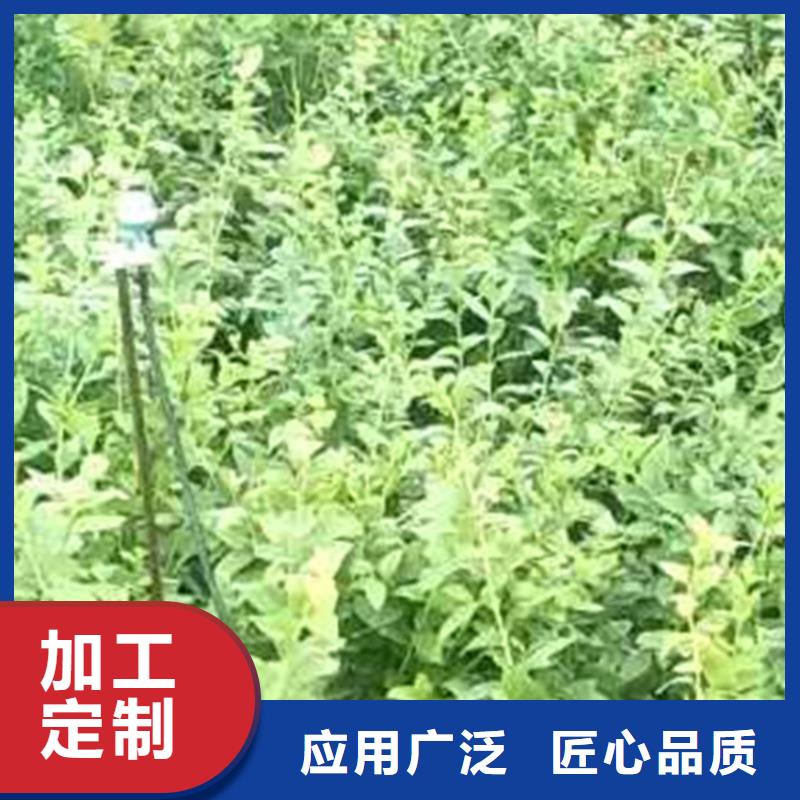 蓝莓苗嘎啦苹果真材实料加工定制