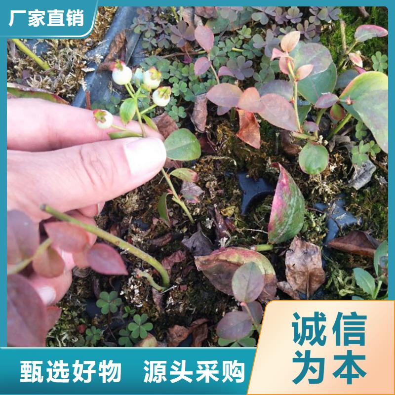 藍莓苗,奶油草莓市場報價