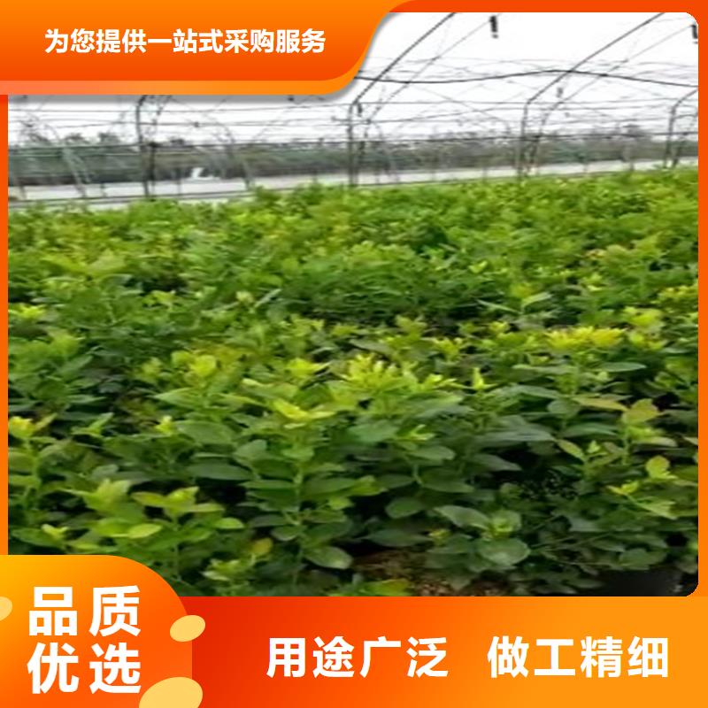 结果蓝莓树大棚种植