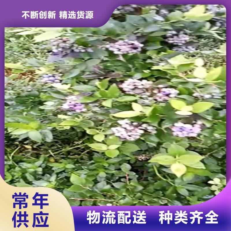 藍莓苗,奶油草莓市場報價
