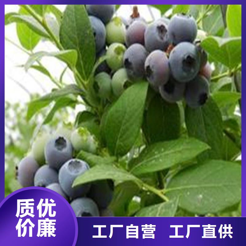 蓝莓苗桃树苗精益求精