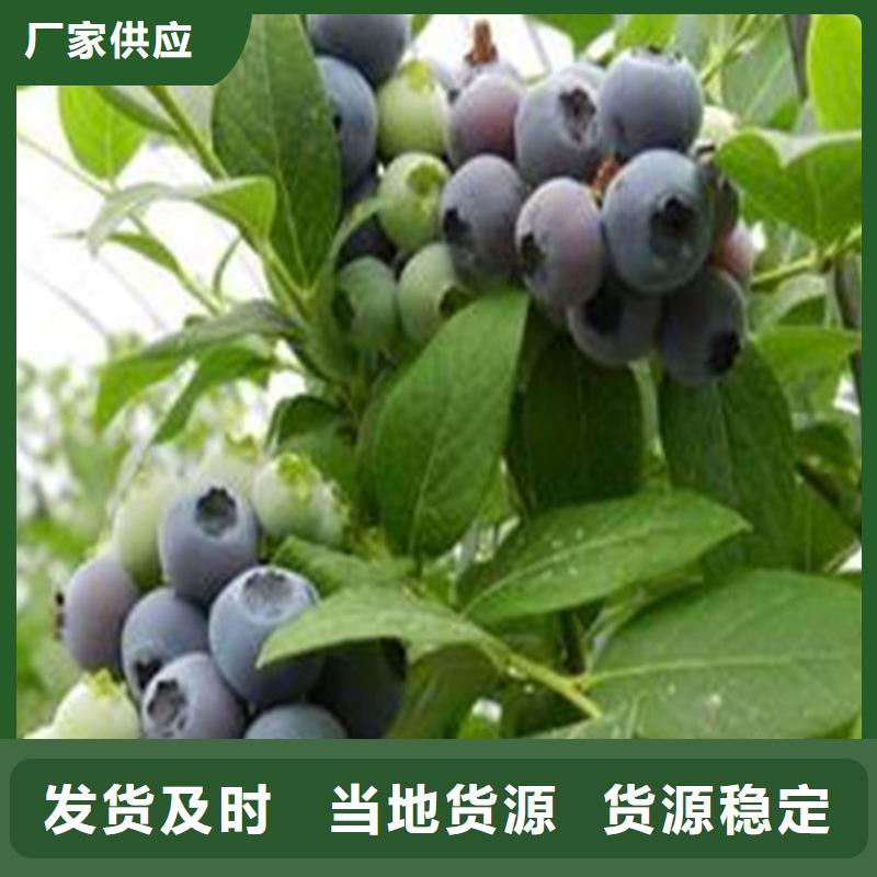 蓝莓苗桃树苗产地直供