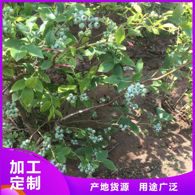 北京N年大品牌轩园蓝莓苗【苹果苗】型号齐全