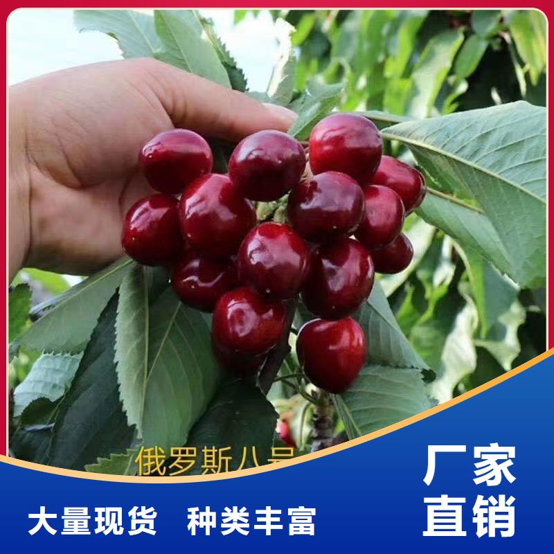 樱桃石榴树苗服务至上
