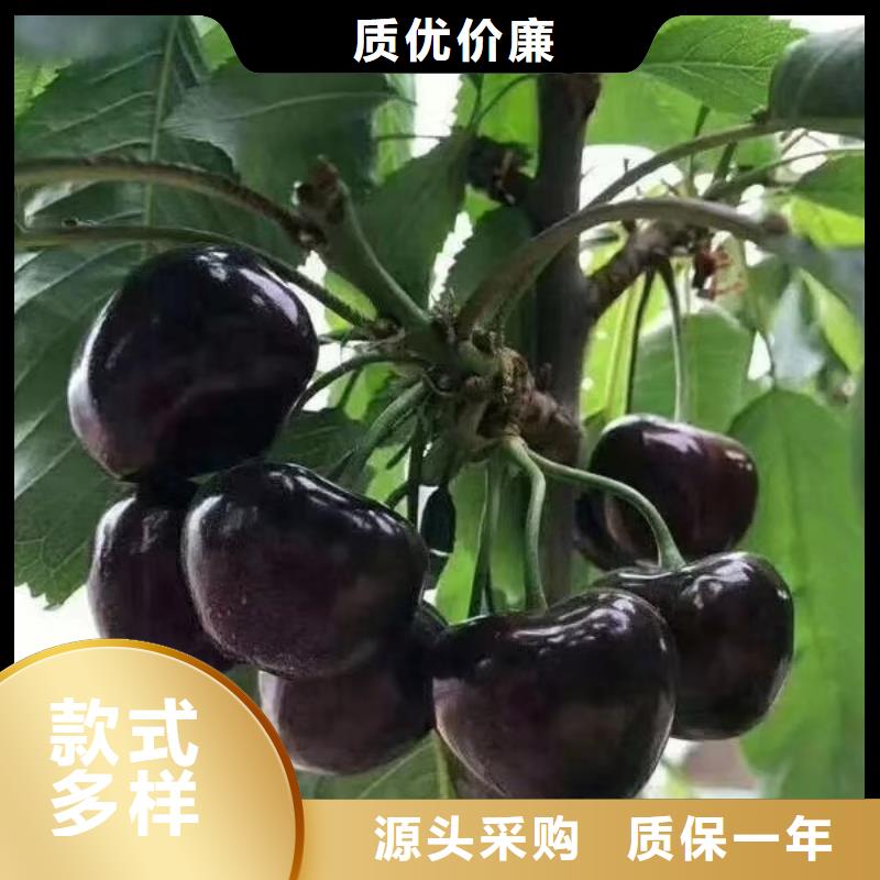 大櫻桃苗當年結果樹