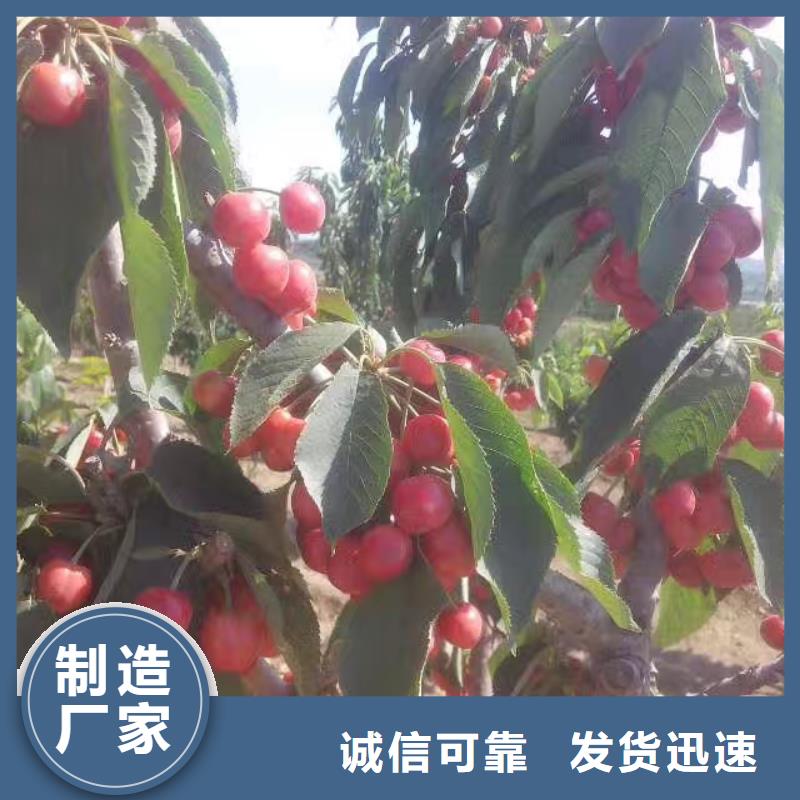 樱桃苹果苗厂家技术完善