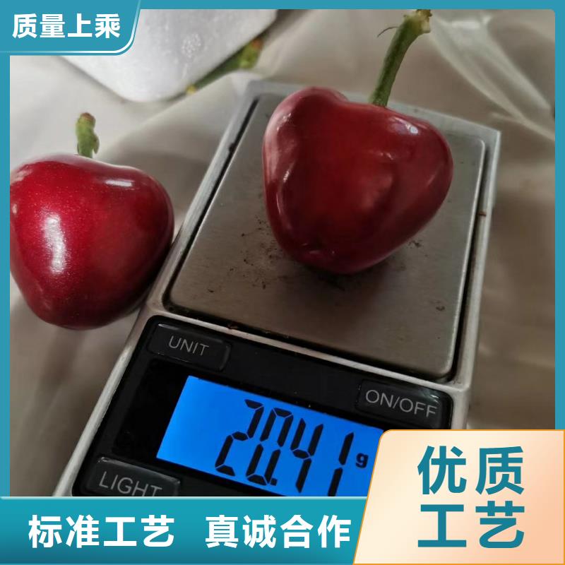 樱桃石榴树苗服务至上