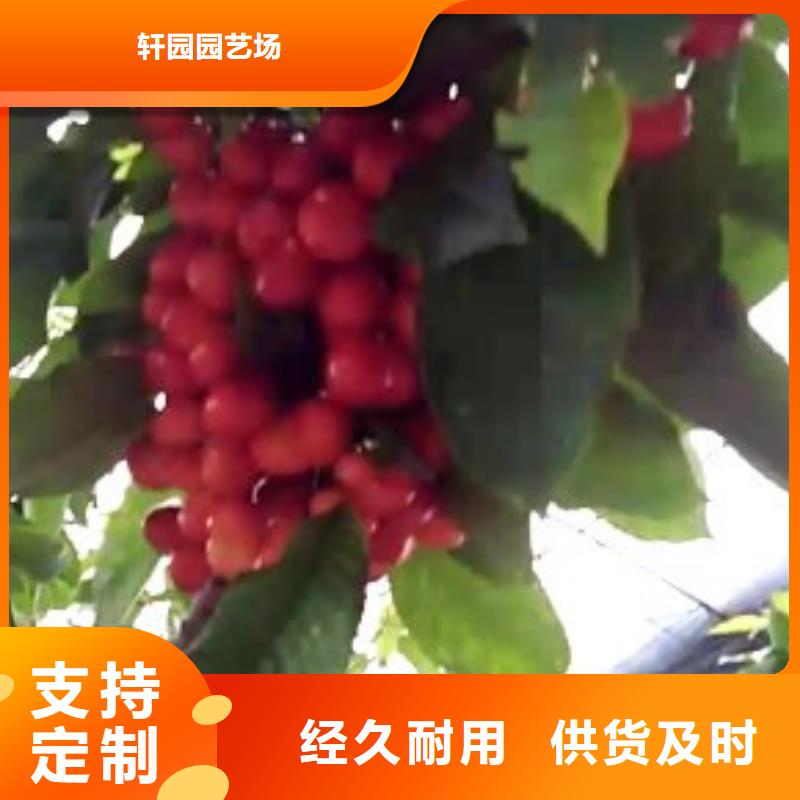 大樱桃树苗现挖苗现发货