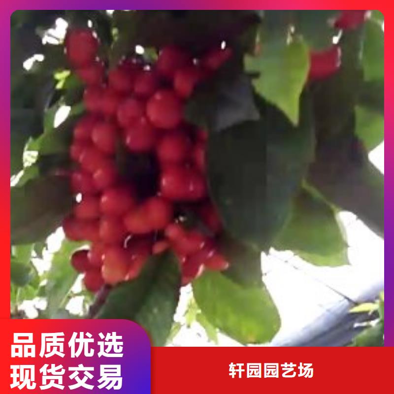 大樱桃苗成活率高