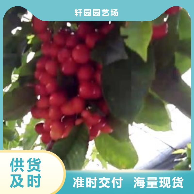 樱桃李子苗厂家十分靠谱