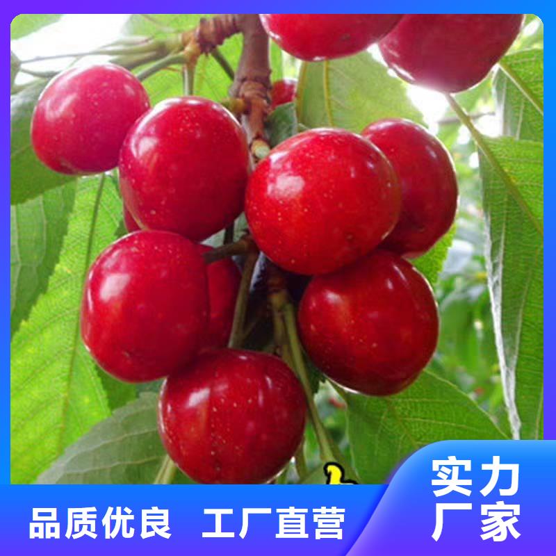 樱桃-【石榴树】供应采购本地公司
