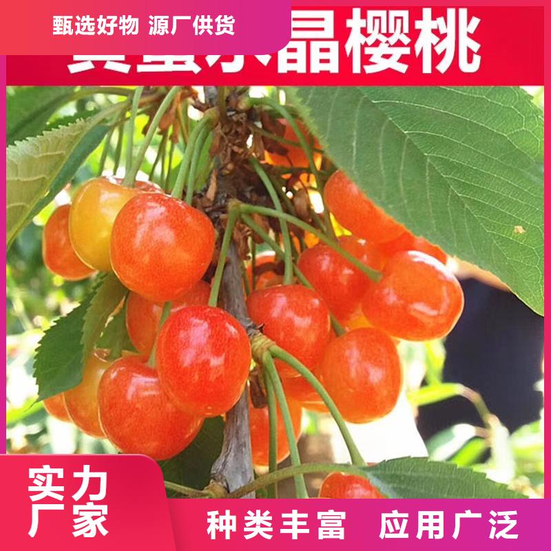 【樱桃_桃树苗优选厂商】