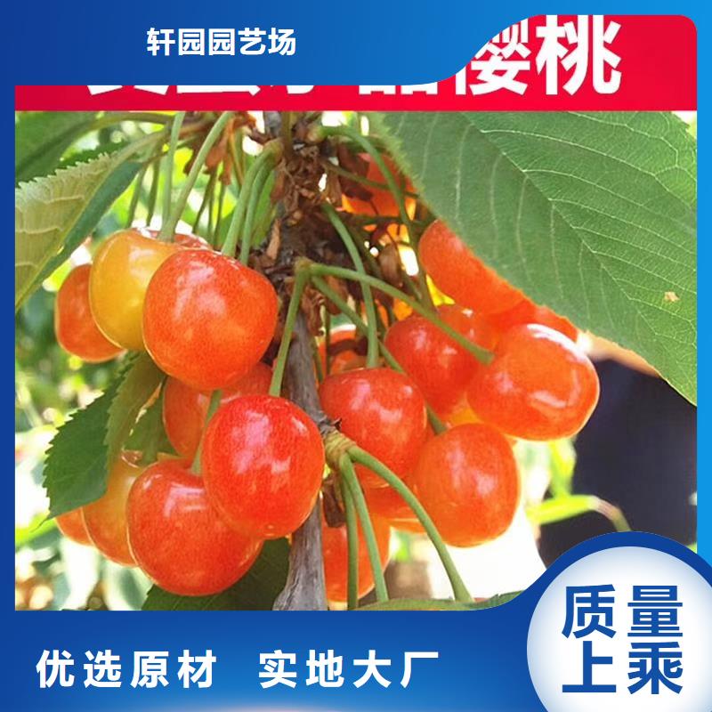 【樱桃】,樱桃苗自有生产工厂轩园梨树苗