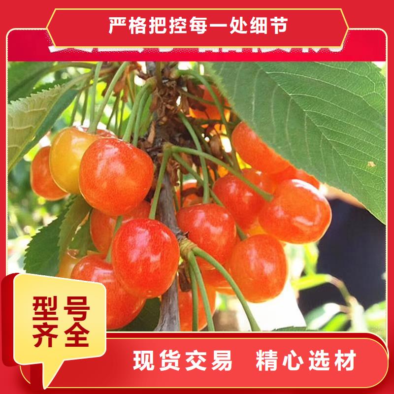 【 樱桃-樱桃苗一手货源】-轩园园艺场(承德市分公司)-企业旺旺