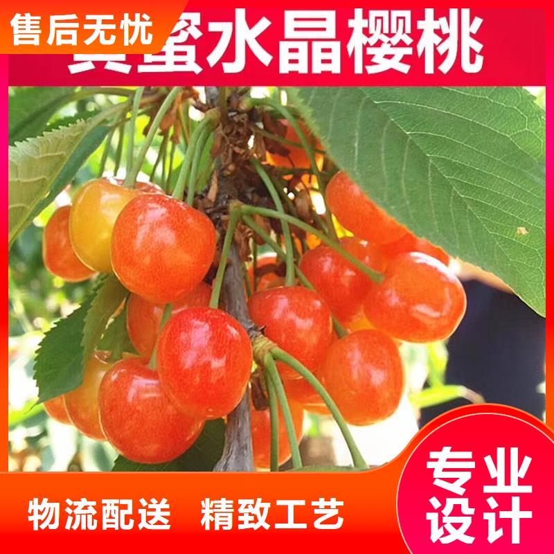 櫻桃蘋果苗應用范圍廣泛
