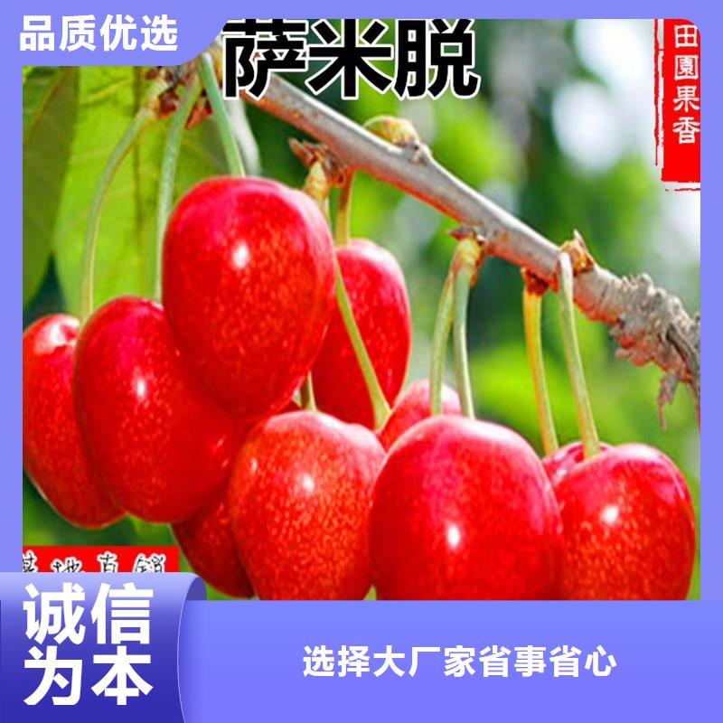 櫻桃李子苗廠家十分靠譜