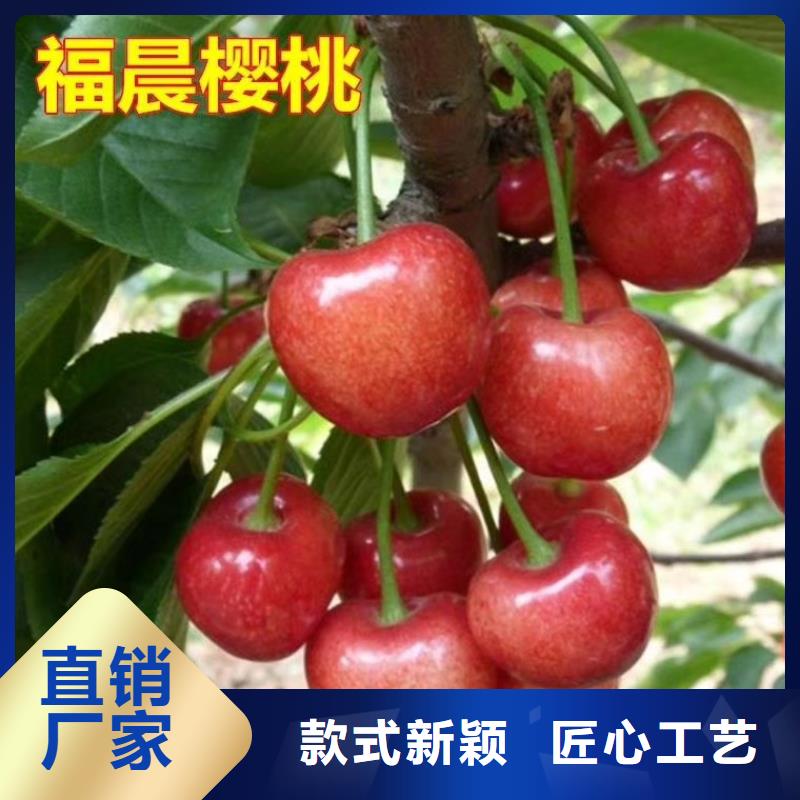 罗亚李樱桃苗种植技术
