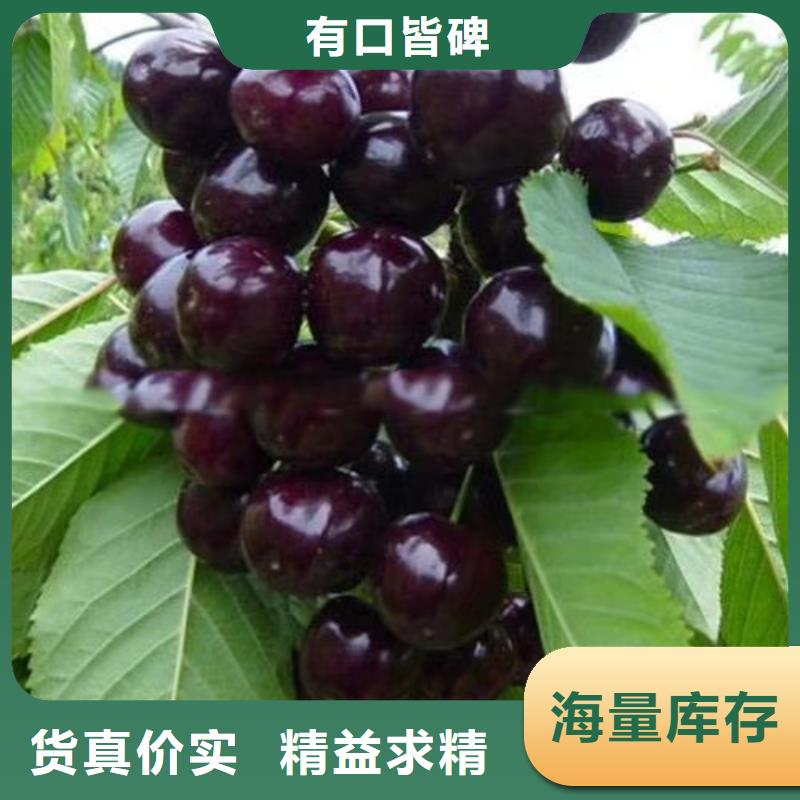 【樱桃】,樱桃苗自有生产工厂_轩园园艺场(澳门分公司)