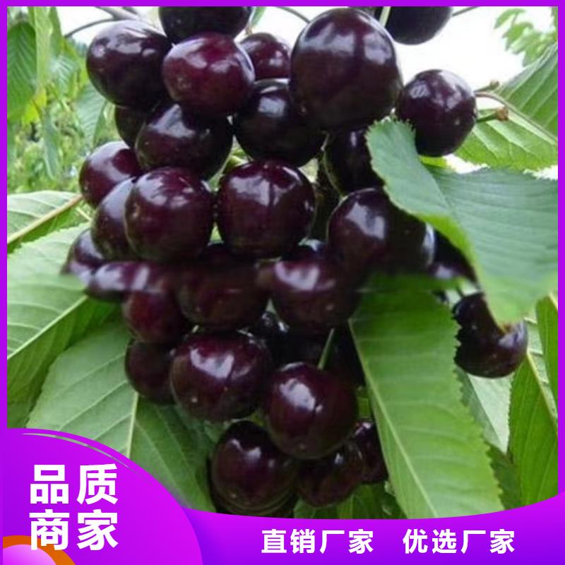 櫻桃蘋果苗應用范圍廣泛
