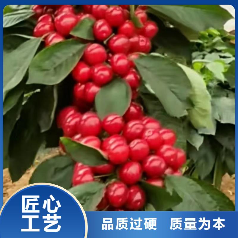 樱桃-【石榴树】供应采购-可发货到凌源|北票|营口|盘锦|辽阳|抚顺