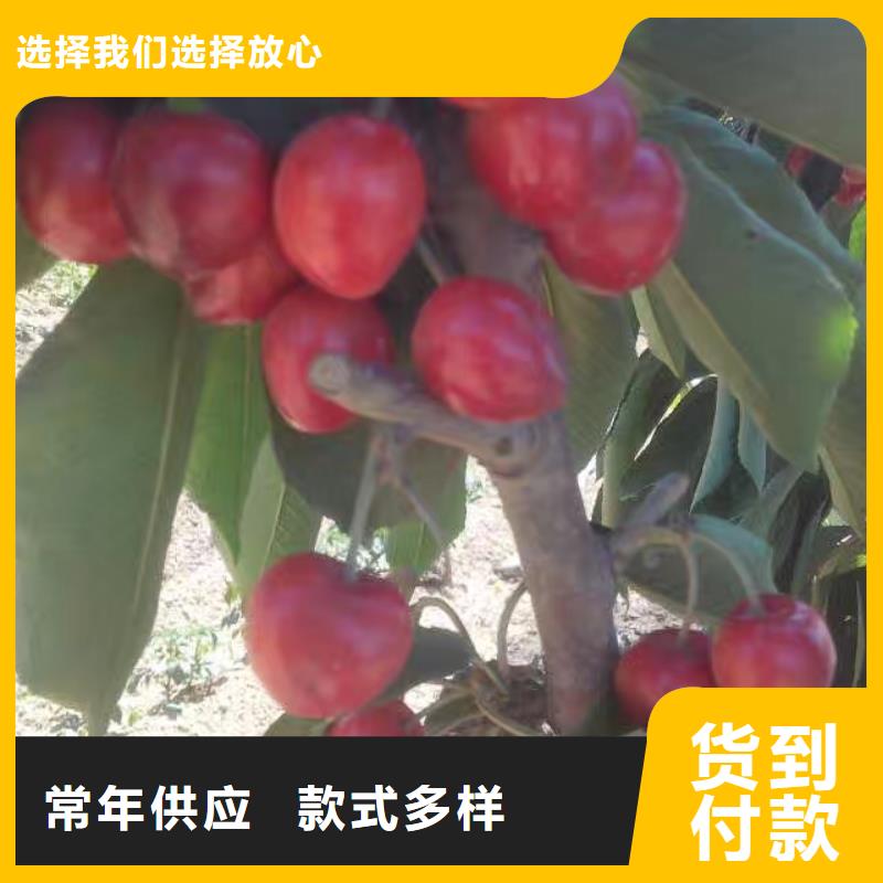 樱桃樱桃苗生产型